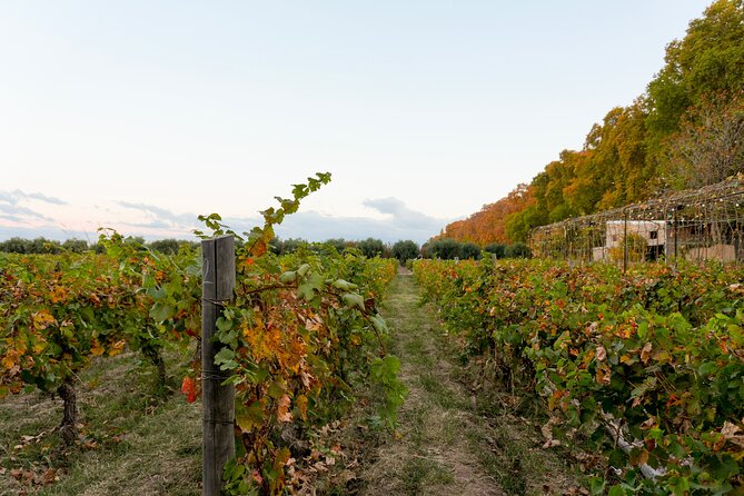Tour and Tasting in 3 Wineries and 1 Olive Tree in Maipu - Bilingual Guiding: A Practical Concern