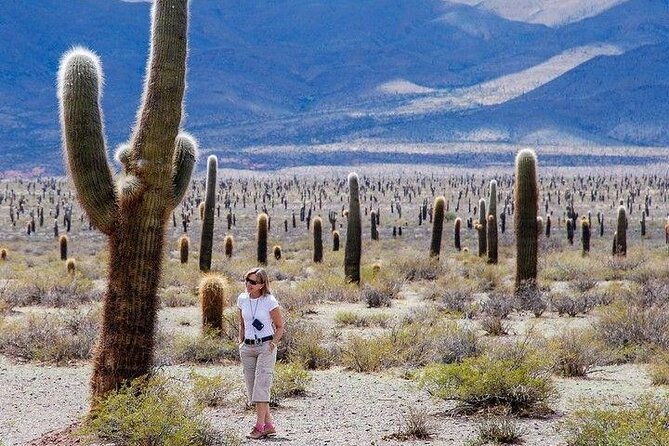 Tour to Cachi from Salta - Key things to know before booking