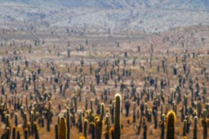 Tour to Cachi from Salta - Piedra del Molino at 3,348 meters