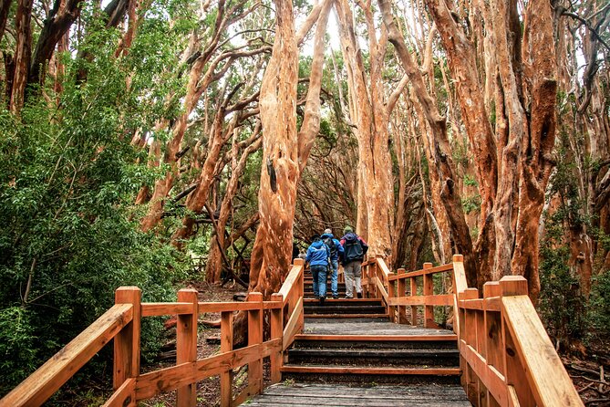 Tour with Navigation to the Arrayanes Forest and Victoria Island - Why this Bariloche boat trip is worth considering