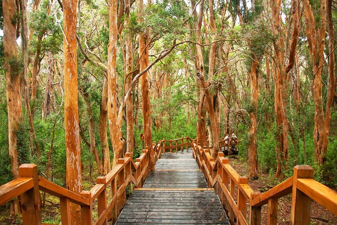 Tour with Navigation to the Arrayanes Forest and Victoria Island - Language, group size, and practical comfort