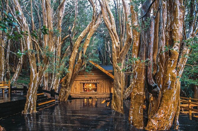 Tour with Navigation to the Arrayanes Forest and Victoria Island - Who should book this experience?