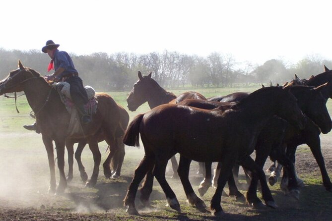 Traditional Gaucho Festival Full Day Tour from Buenos Aires - Is the $220 price fair?
