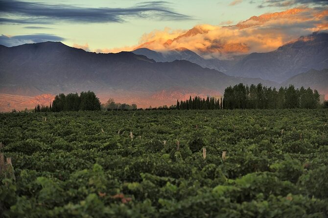 Uco Valley - Altitud Vines - Key points to know before booking