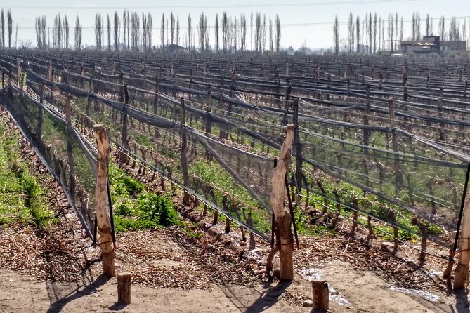 Uco Valley Wine Tour - Leaving your hotel in Mendoza