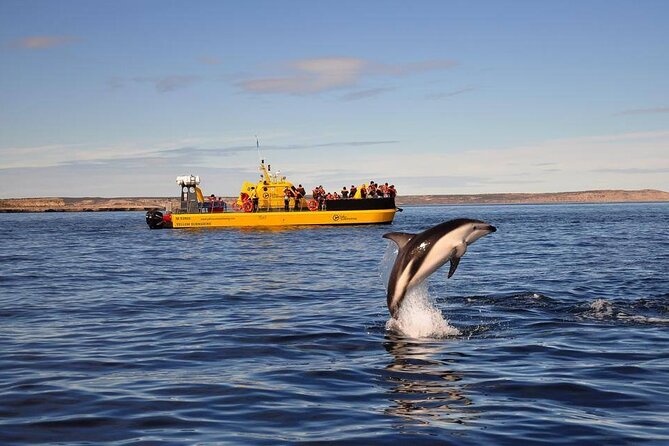 Underwater Whale Watching in Puerto Piramides - Key points before you book