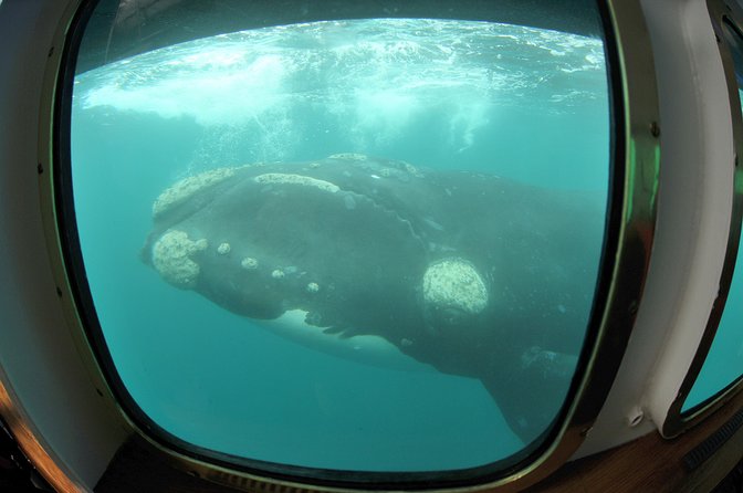 Underwater Whale Watching in Puerto Piramides - Puerto Pirámides is the right starting point