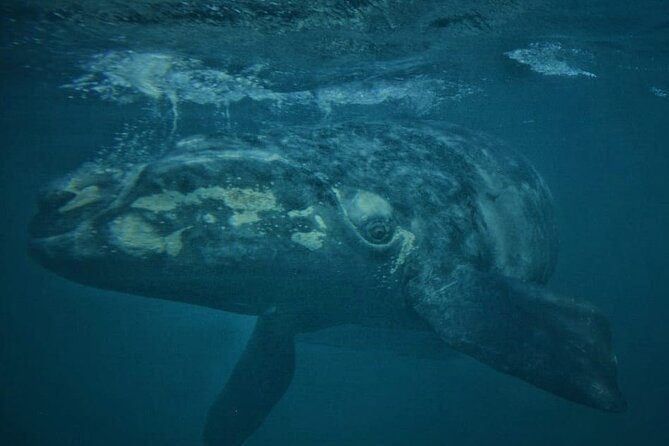 Underwater Whale Watching in Puerto Piramides - Why the underwater section is worth considering