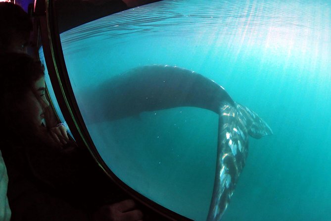 Underwater Whale Watching in Puerto Piramides - Is $405 a fair price?