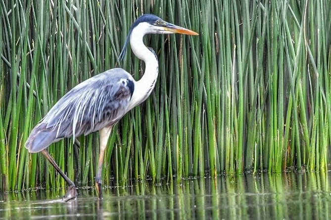Unveiling Tigre Secrets of Delta & Rio de la Plata - Arroyo Pajarito: food and free time