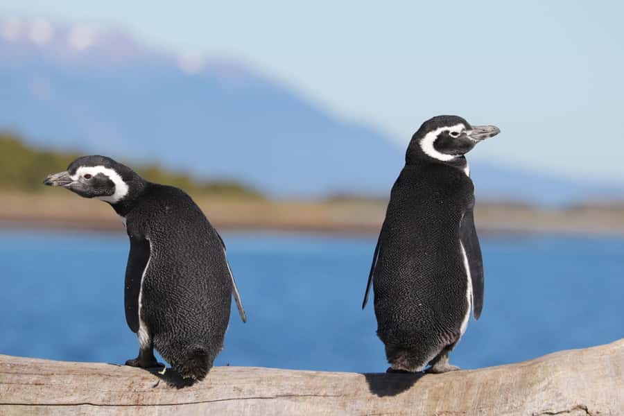 Ushuaia: Beagle Channel and Penguin Island - Key points to know before booking