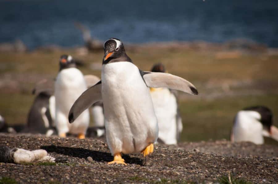 Ushuaia: Beagle Channel and Penguin Island - Leaving Ushuaia through the Bay