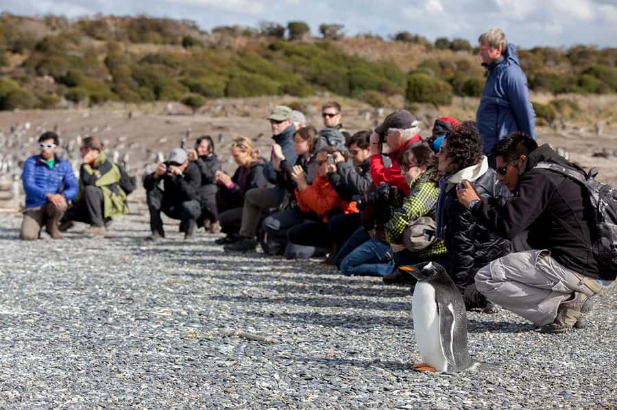 Ushuaia: Beagle Channel Boat Tour and Penguin Experience - Should you book the Martillo Island and Beagle Channel tour?