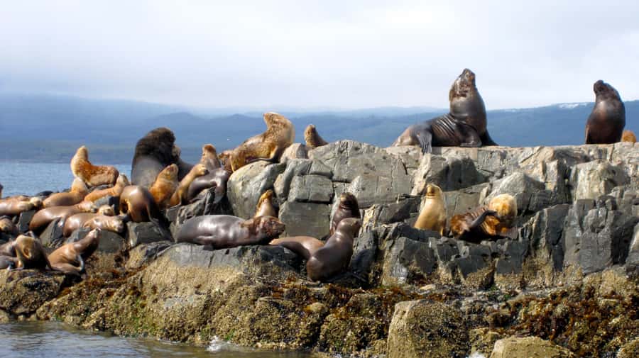 Ushuaia: Beagle Channel Boat Tour and Penguin Experience - What the Beagle Channel cruise adds