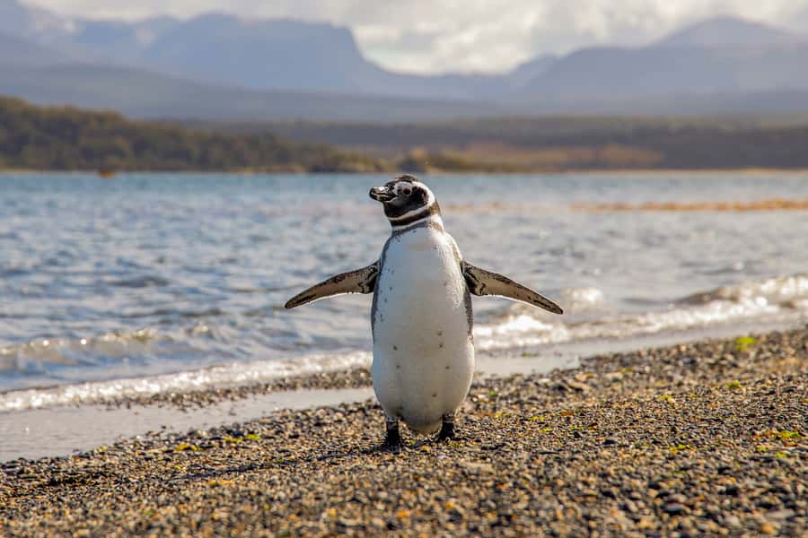 Ushuaia: Beagle Channel Boat Tour and Penguin Experience - Why the changing order matters