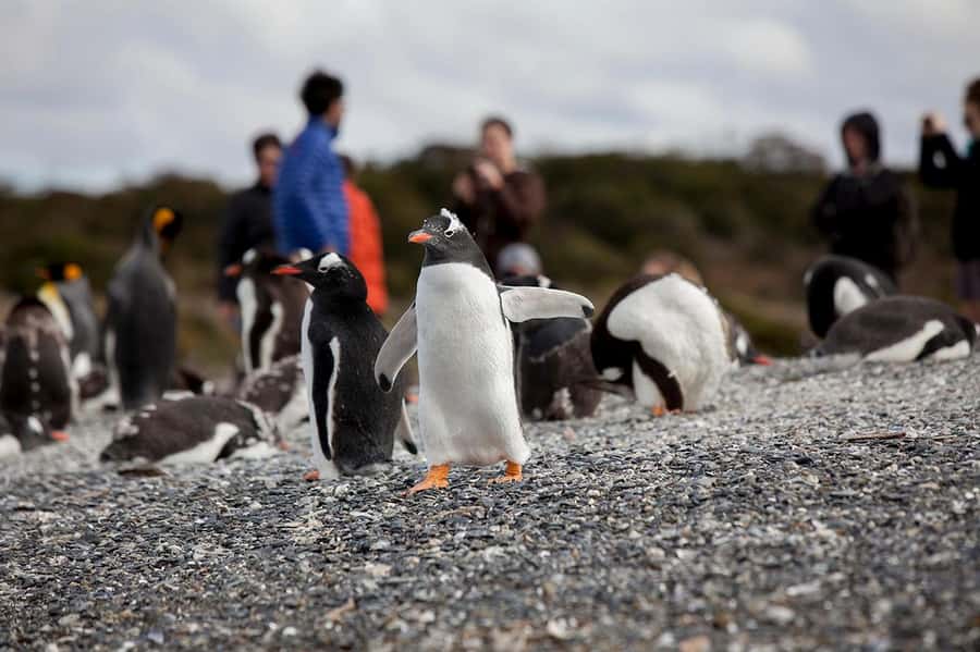Ushuaia: Beagle Channel Boat Tour and Penguin Experience - Is $449 a fair price?