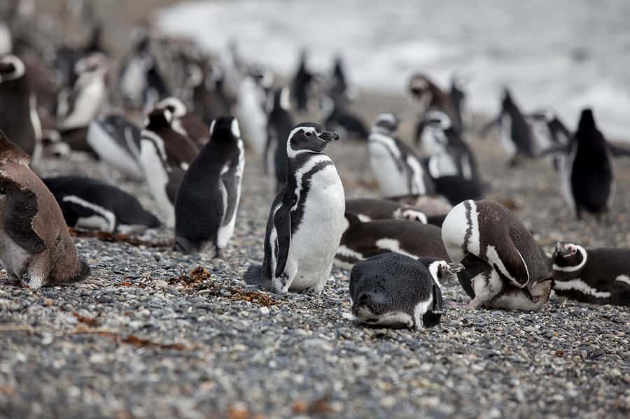 Ushuaia: Beagle Channel Boat Tour and Penguin Experience - Who will enjoy this long Ushuaia day?