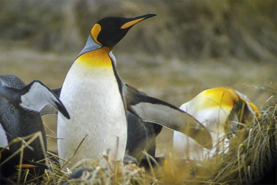 Ushuaia: Beagle Channel Boat Tour and Penguin Experience - The road to Harberton Ranch and Martillo Island