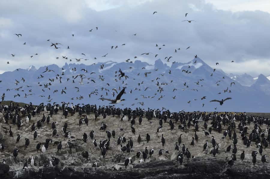 Ushuaia: Beagle Channel & Sea Wolves Island Catamaran Cruise - Starting from Ushuaia’s waterfront