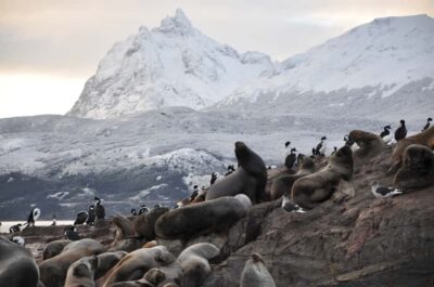 Beagle Channel & Sea Wolves Island Catamaran Cruise