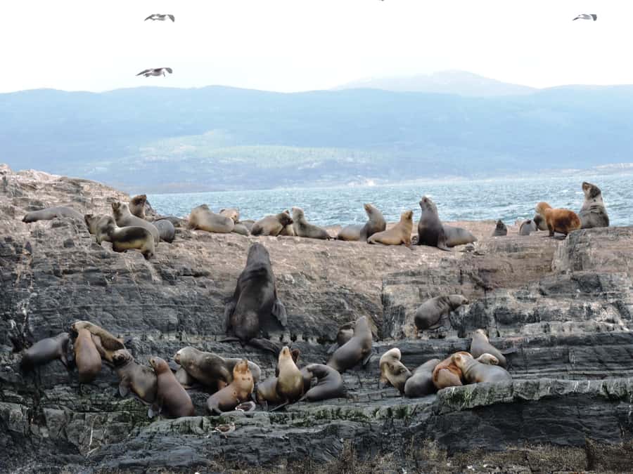 Ushuaia: Beagle Channel & Sea Wolves Island Catamaran Cruise - Who will get the most from this cruise?