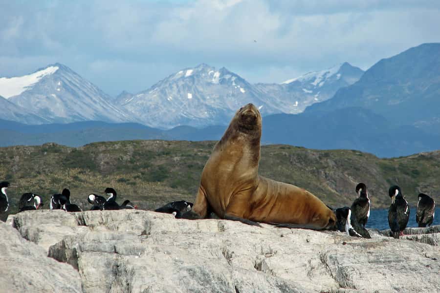 Ushuaia: Beagle Channel, Seal Island & Bridges Islands Tour - Bird Island and the Black-browed Albatross