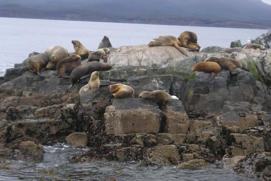 Ushuaia: Beagle Channel, Seal Island & Bridges Islands Tour - What the $88 Price Gets You
