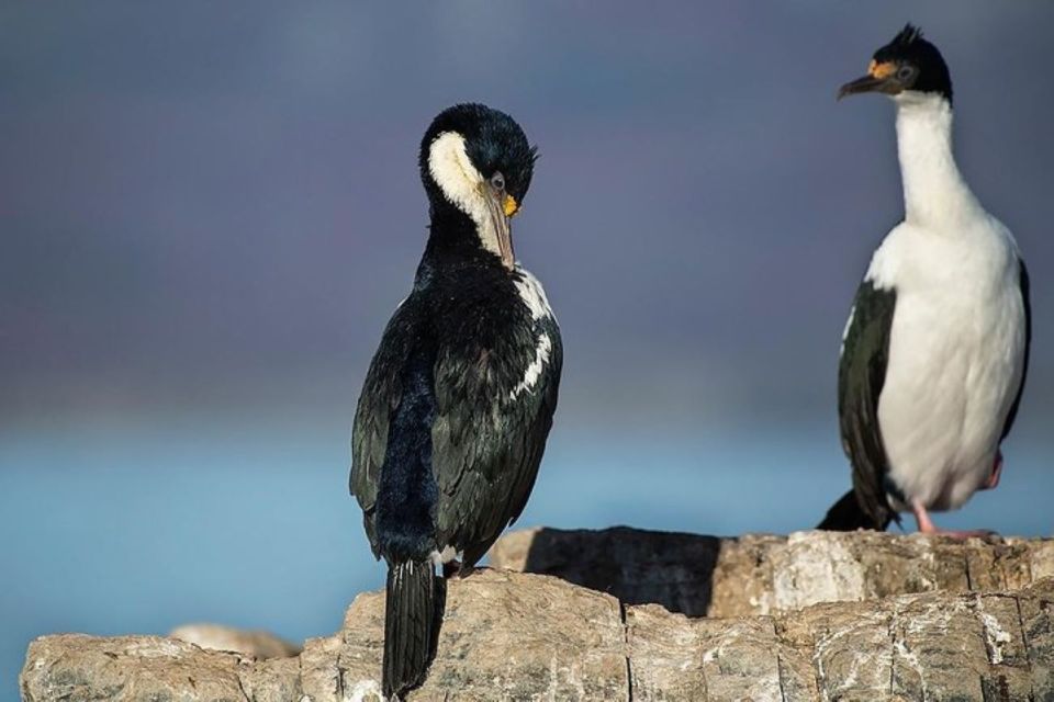 Ushuaia: Beagle Channel, Seal Island & Bridges Islands Tour - Language, Timing, and Weather