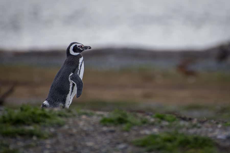 Ushuaia: Catamaran Sailing to Penguin Island - Is $92 a good price?
