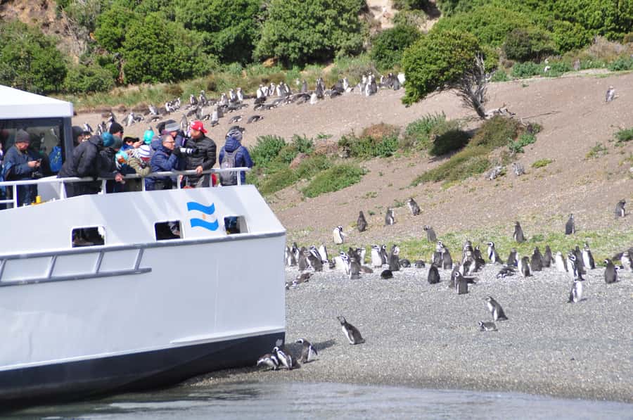 Ushuaia: Penguin Watching Tour by Catamaran - Key points to know before sailing