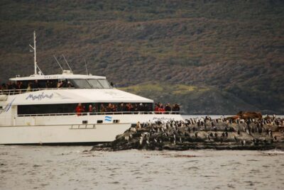 Penguin Watching Tour by Catamaran
