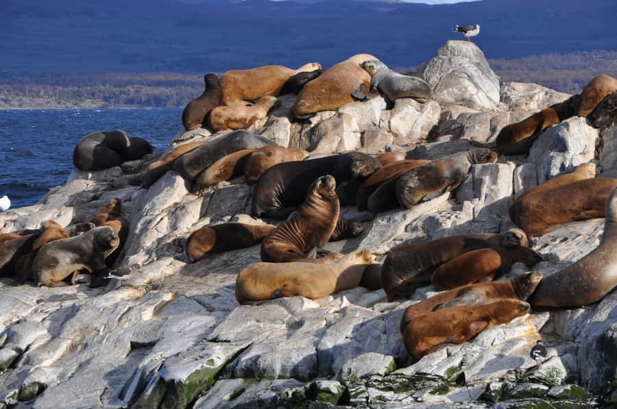 Ushuaia: Penguin Watching Tour by Catamaran - Sailing toward Puerto Almanza and Puerto Williams