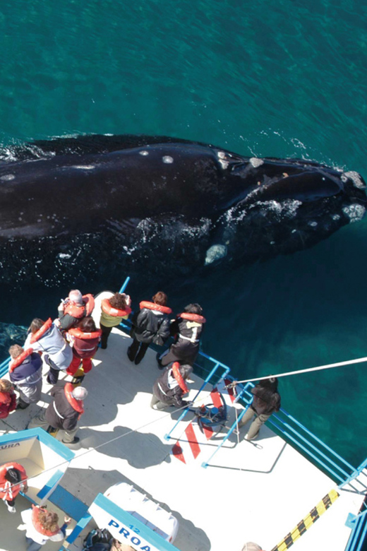 Valdes Peninsula: Full Day with Whale Watching - Why Valdés Peninsula deserves a full day