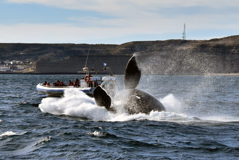 Valdes Peninsula: Full Day with Whale Watching - Punta Norte and wildlife beyond the shore