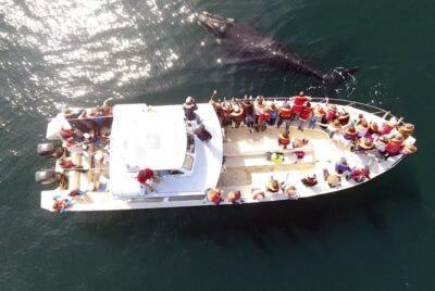Valdes Peninsula: Full Day with Whale Watching