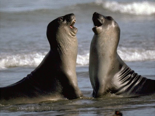 Valdes Peninsula: Full Day with Whale Watching - The Carlos Ameghino Interpretation Center