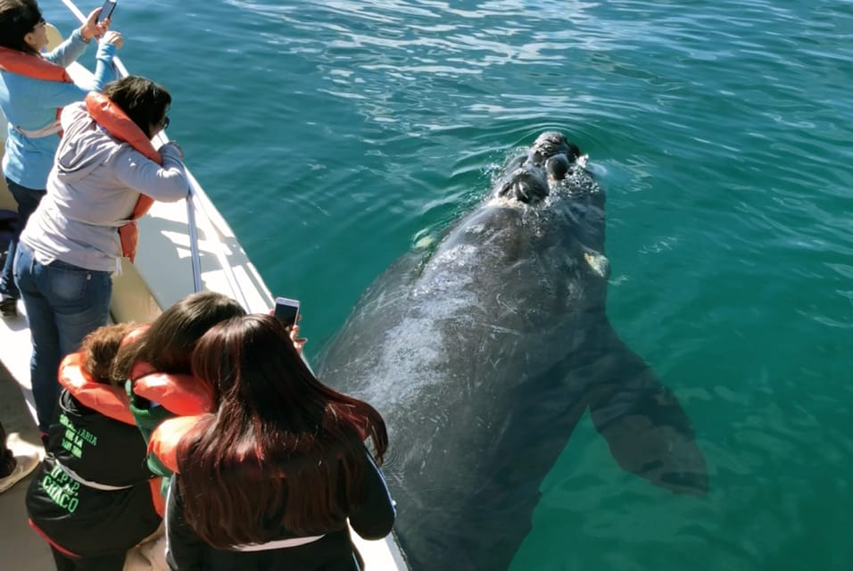 Valdes Peninsula: Full Day with Whale Watching - What the $298 price really covers