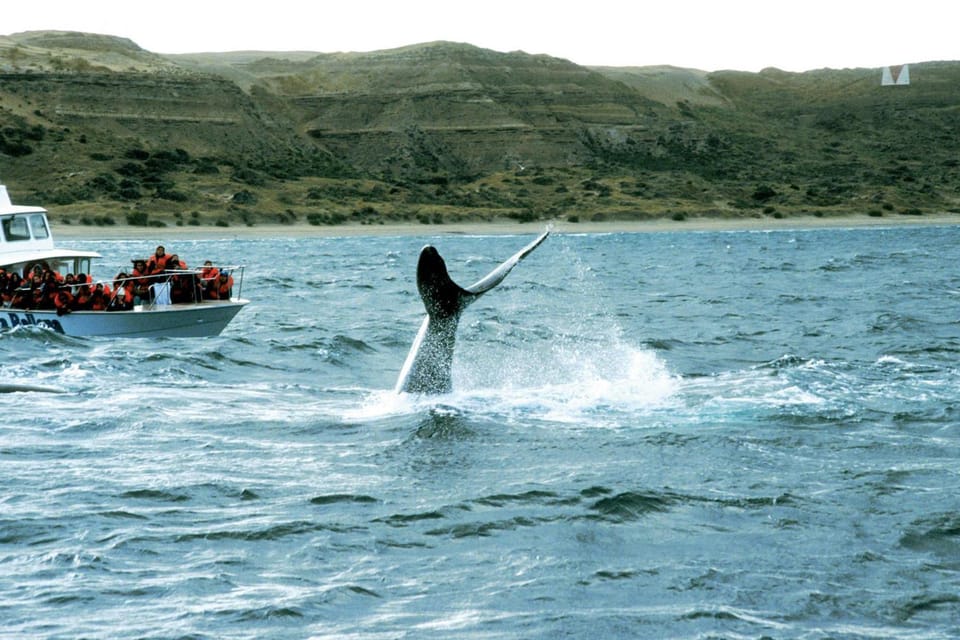 Valdes Peninsula: Full Day with Whale Watching - Who will enjoy this long day most