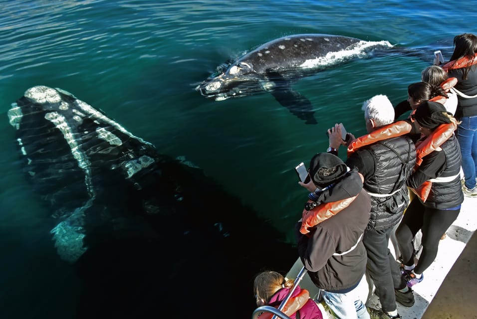 Valdes Peninsula: Full Day with Whale Watching - My recommendation for booking