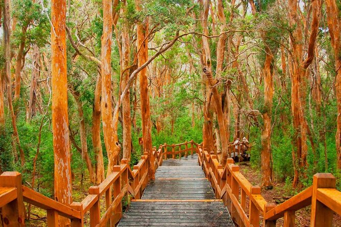 Victoria Island and Arrayanes Forest - Walking through the cinnamon-colored trees at Arrayanes Forest