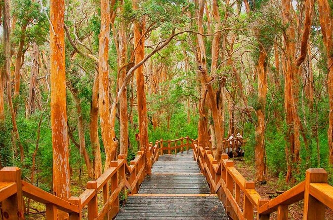 Victoria Island and Arrayanes Forest - Returning by boat, then back to your hotel