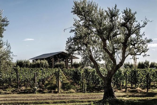 Vineyards with Wine Tasting in Mendoza - Why Mendoza’s wine country matters
