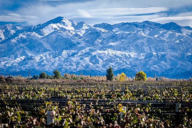 Wine Chocolate & Olive - Key points to know before booking