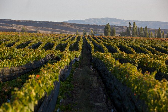 Wine Tour in Huentala Wines Departing from Ciudad Mendoza - A shared tour that still feels manageable