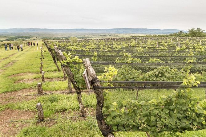 Wine Tour Privado a Calamuchita, Córdoba - Argentina - Key points at a glance