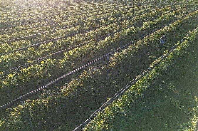 Wine Tour to Colonia Caroya, Cordoba - Half Day - The 8:30 am start and private vehicle