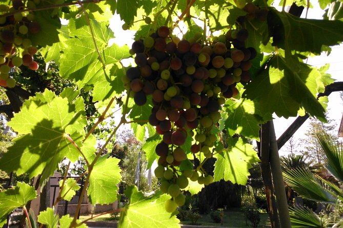 Wine tour with lunch - Key Details Before You Book