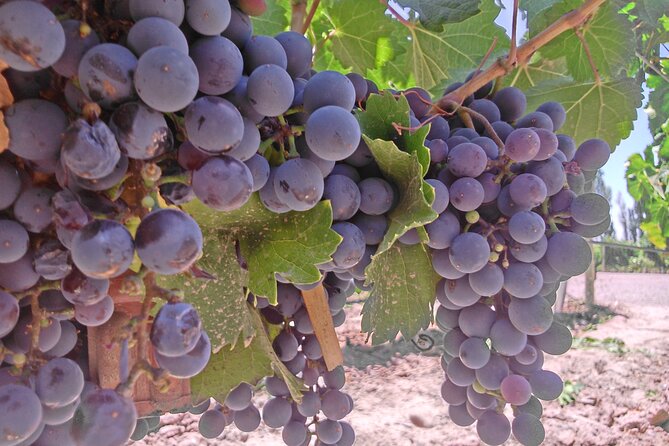 Wine tour with lunch - Why This Tour Works Well in Mendoza