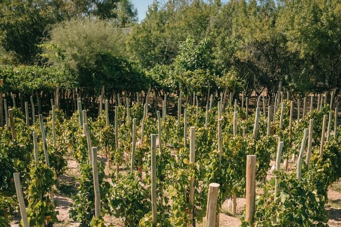 Winery El Enemy, Argentine Roast with Wine and Private Transport - What the $210 price really covers